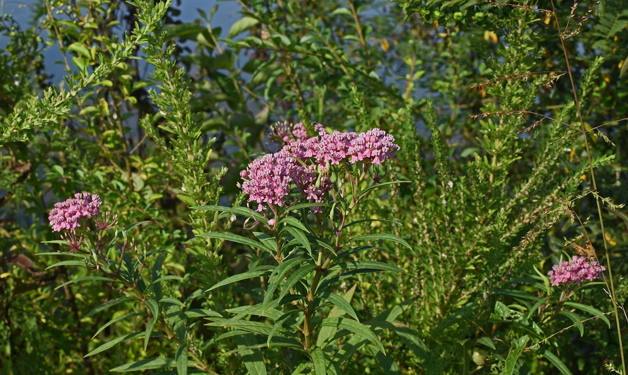 milkweed flower blossom free photo