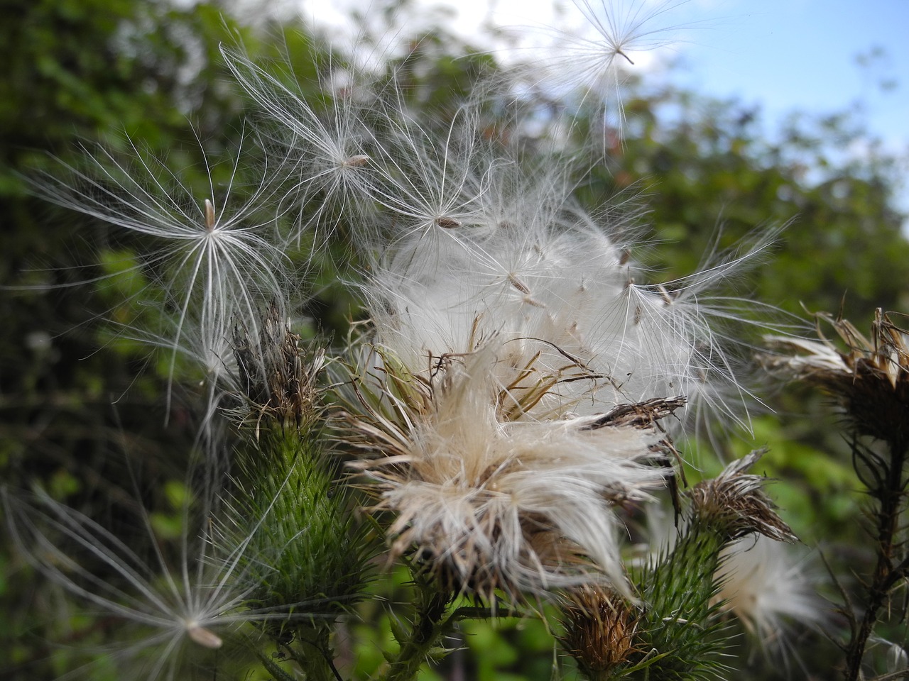 milkweed seeds macro free photo