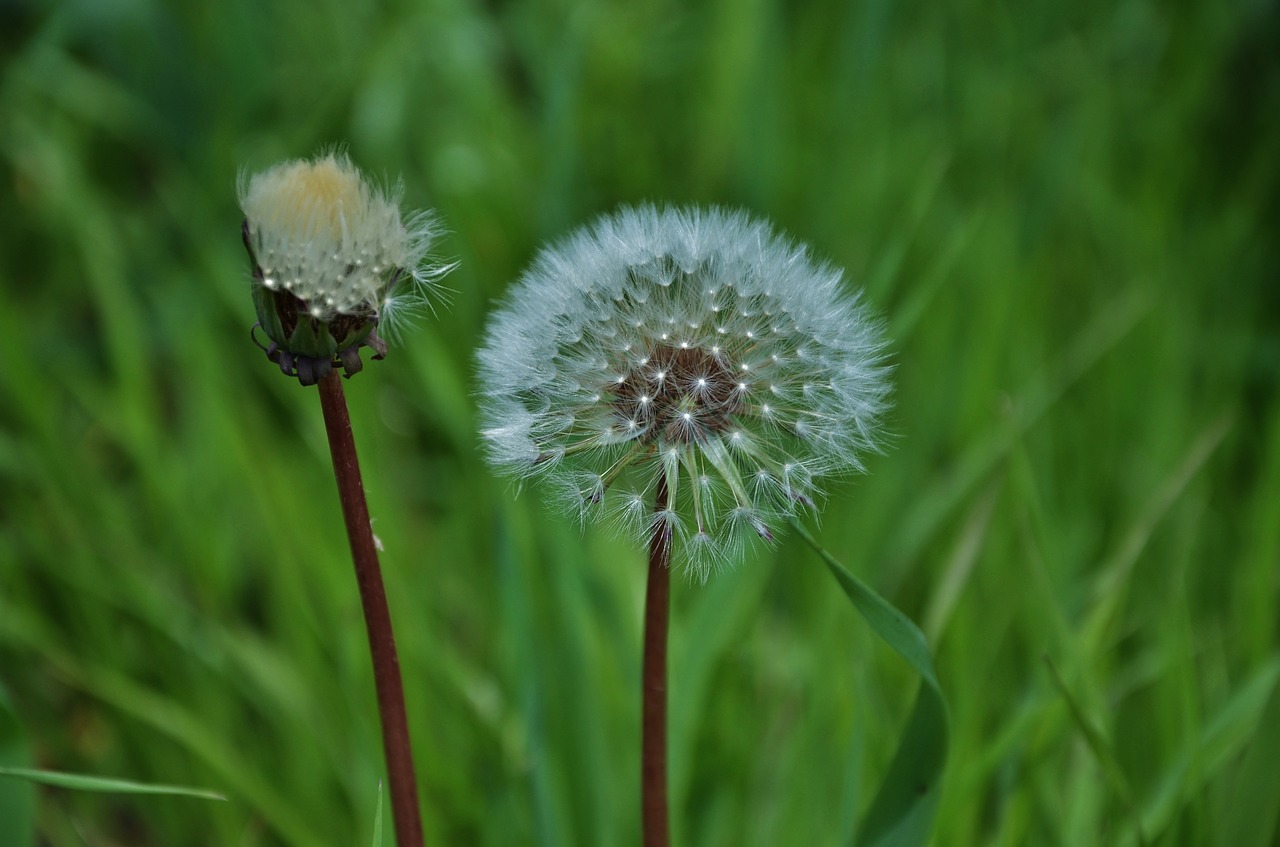 milkweed flower wild free photo