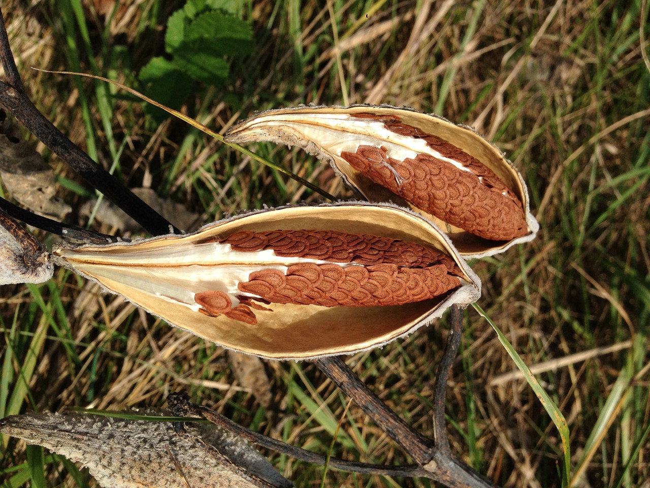 milkweed pods fall free photo