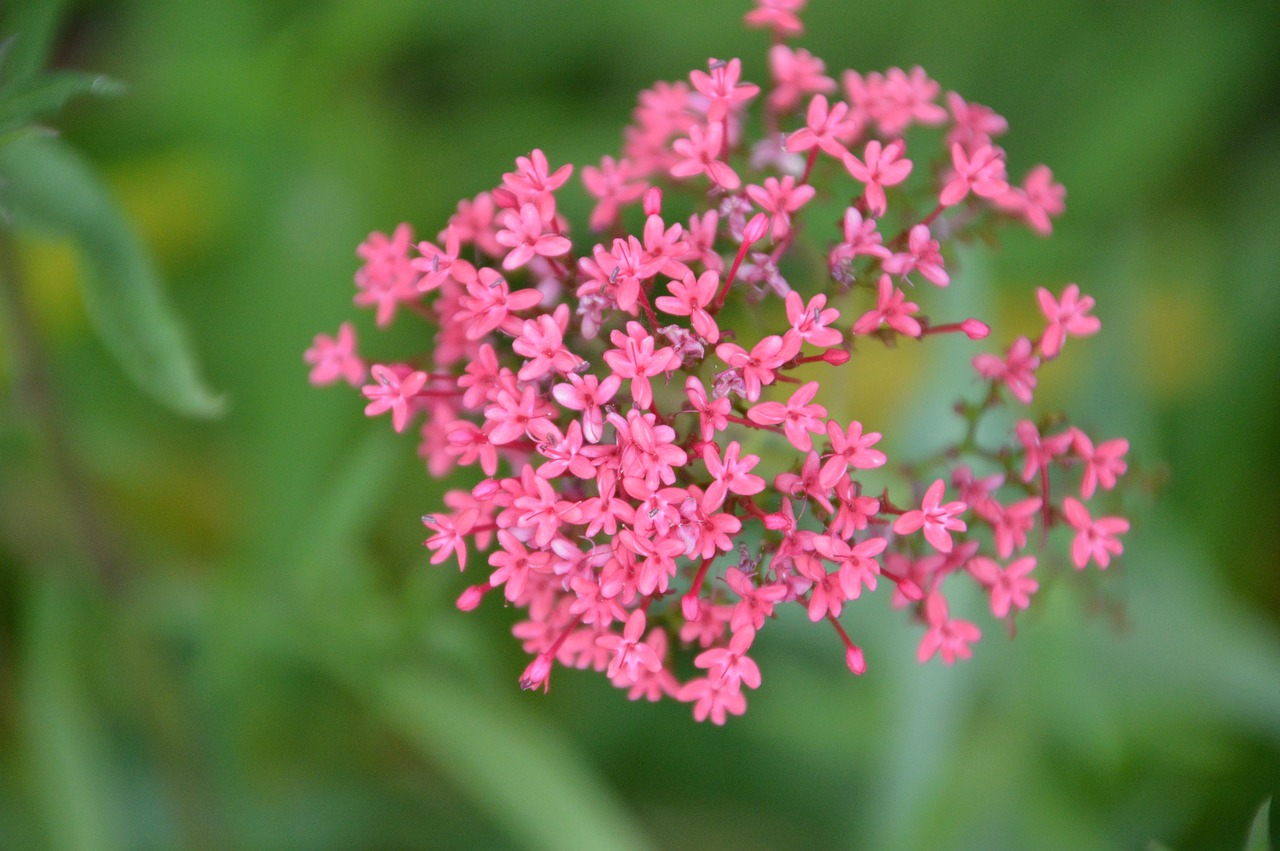 milkweed  plant  flower free photo