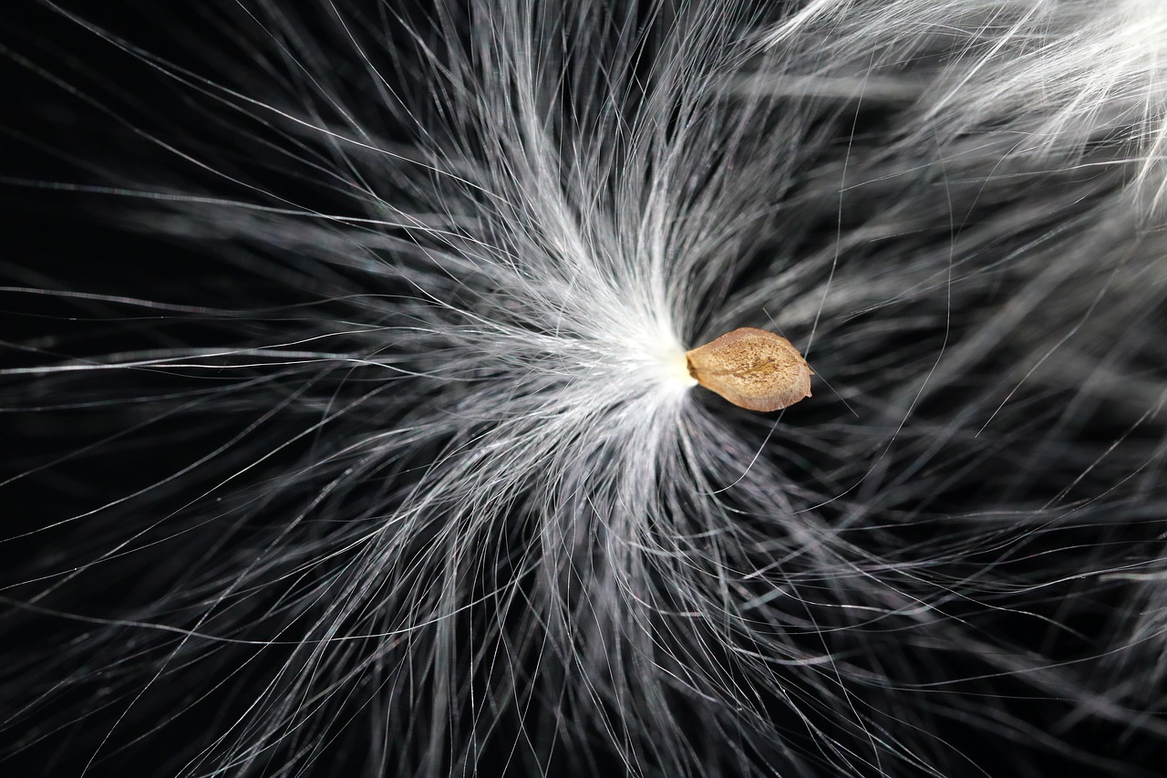 milkweed  seeds  departure free photo