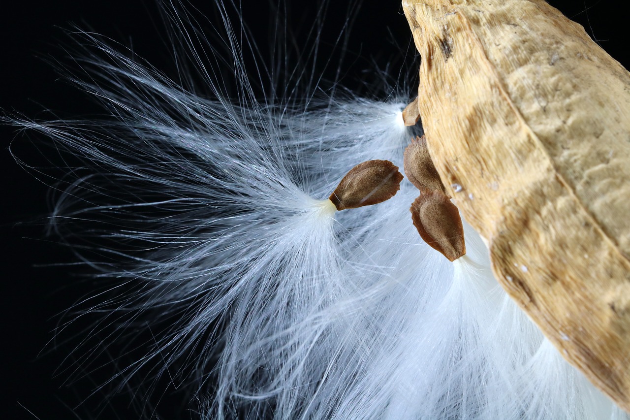 milkweed  seeds  departure free photo