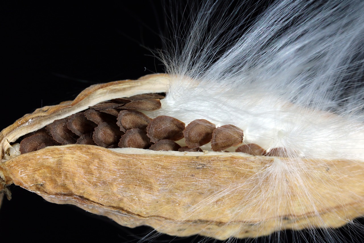 milkweed  seeds  departure free photo