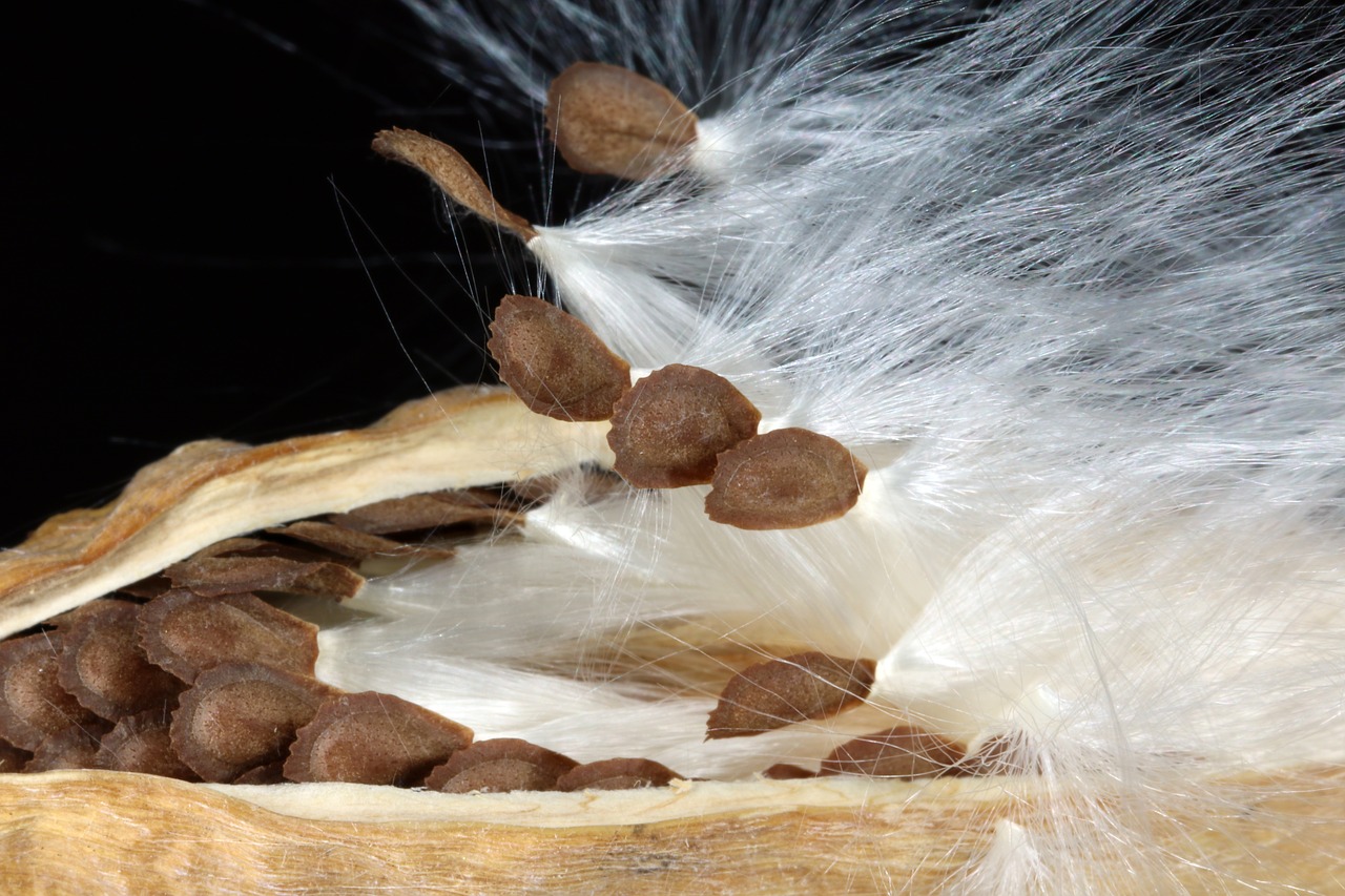 milkweed  seeds  departure free photo