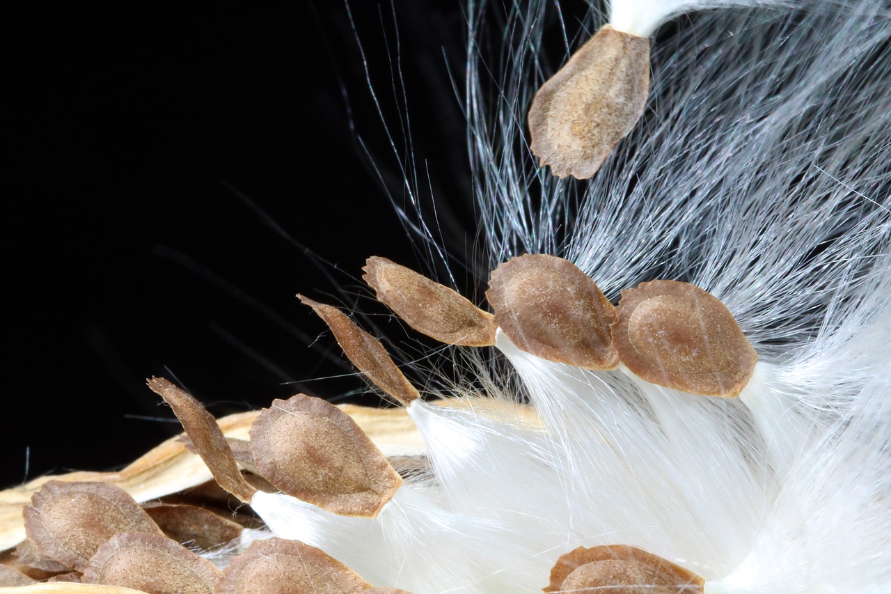 milkweed  seeds  departure free photo