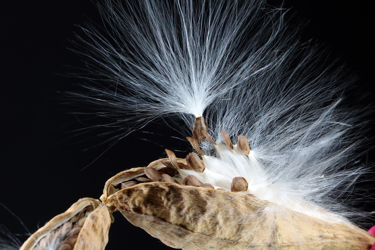 milkweed  seeds  departure free photo