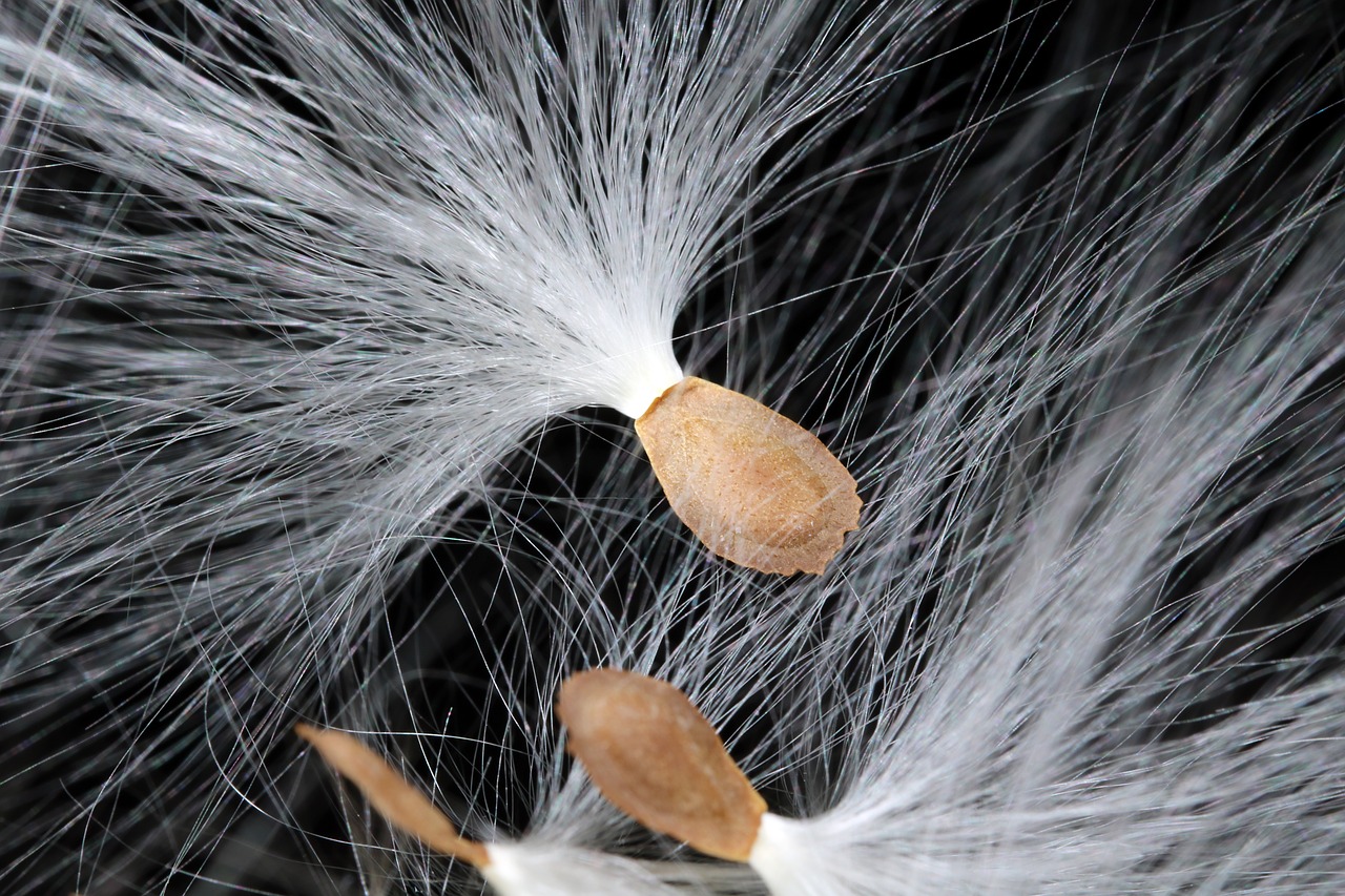 milkweed  seeds  departure free photo