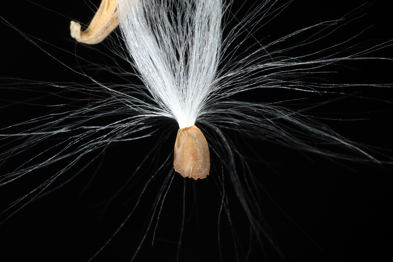 milkweed  seeds  departure free photo