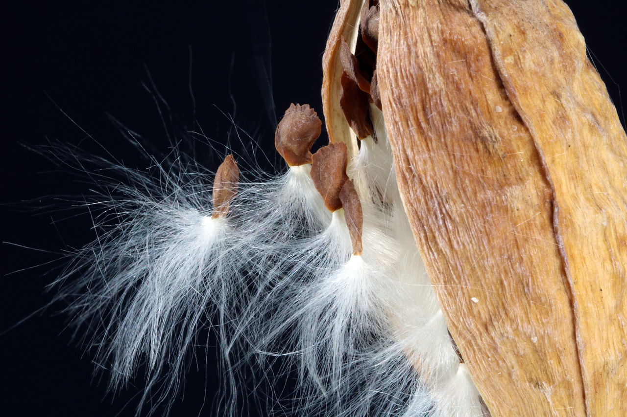 milkweed  seeds  departure free photo