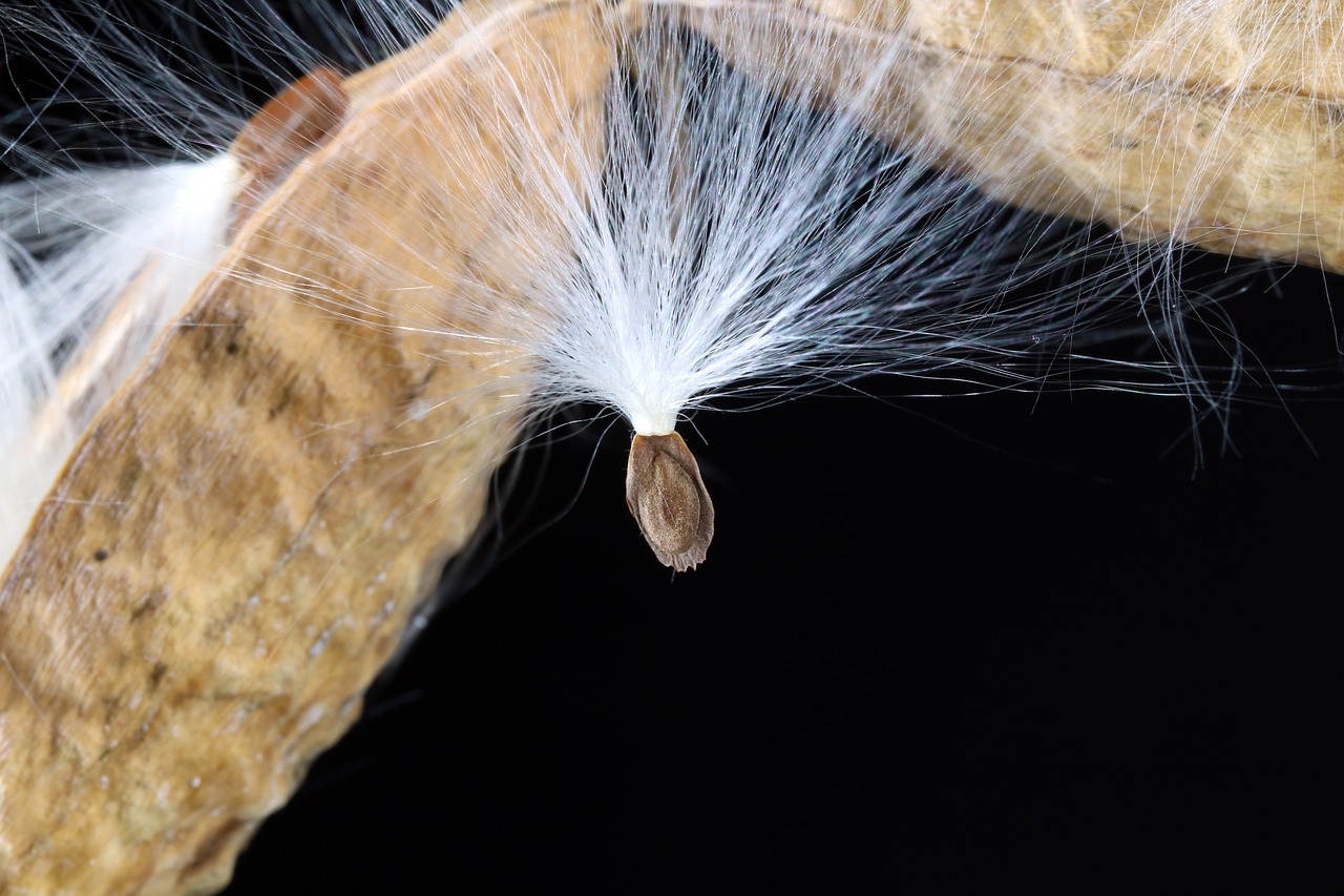 milkweed  seeds  departure free photo