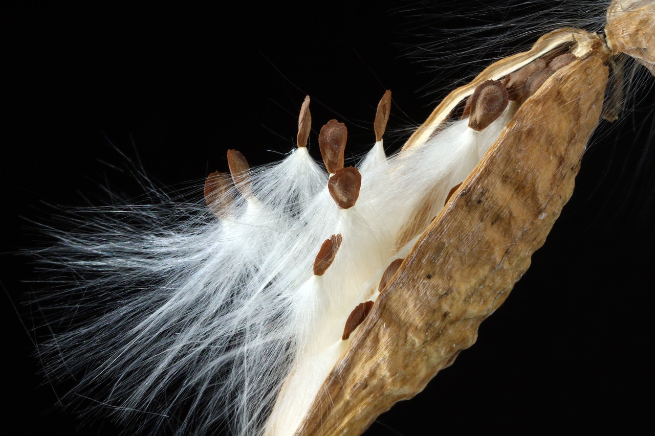 milkweed  seeds  departure free photo