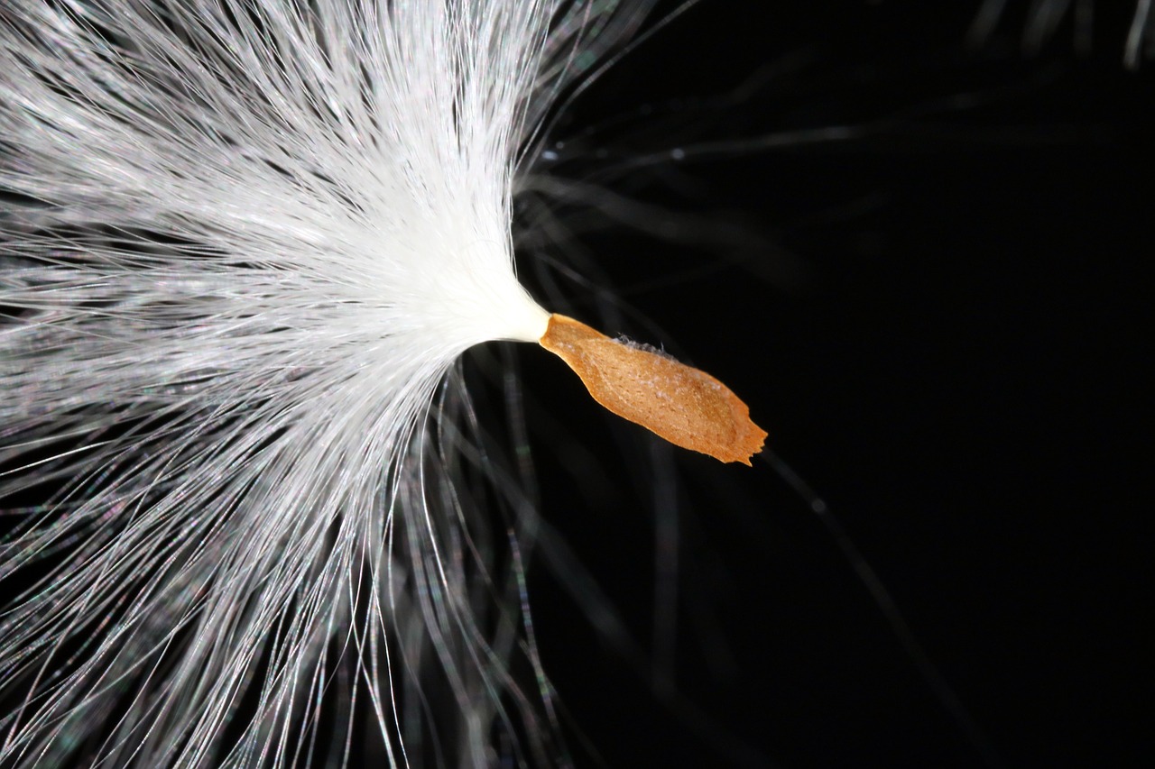 milkweed  seeds  departure free photo