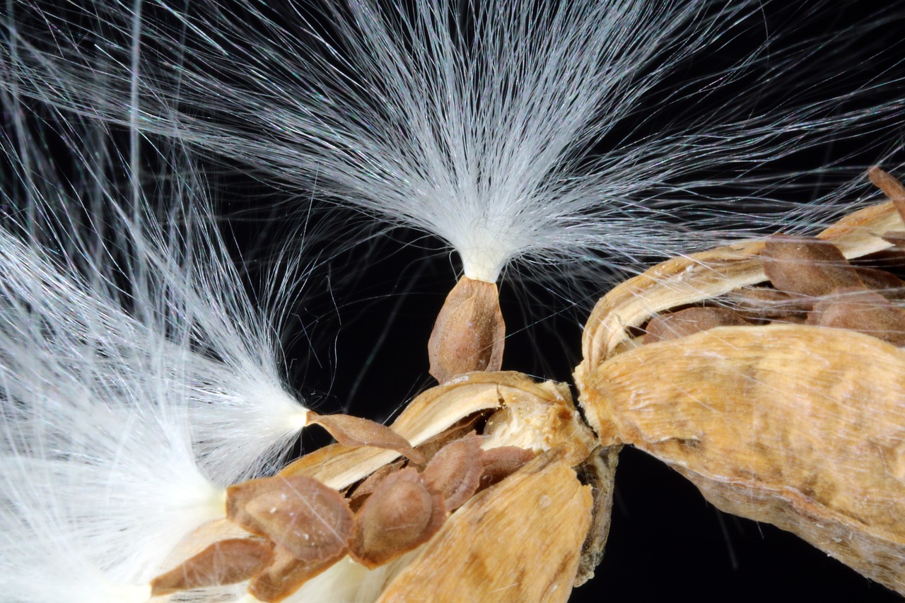 milkweed  seeds  departure free photo