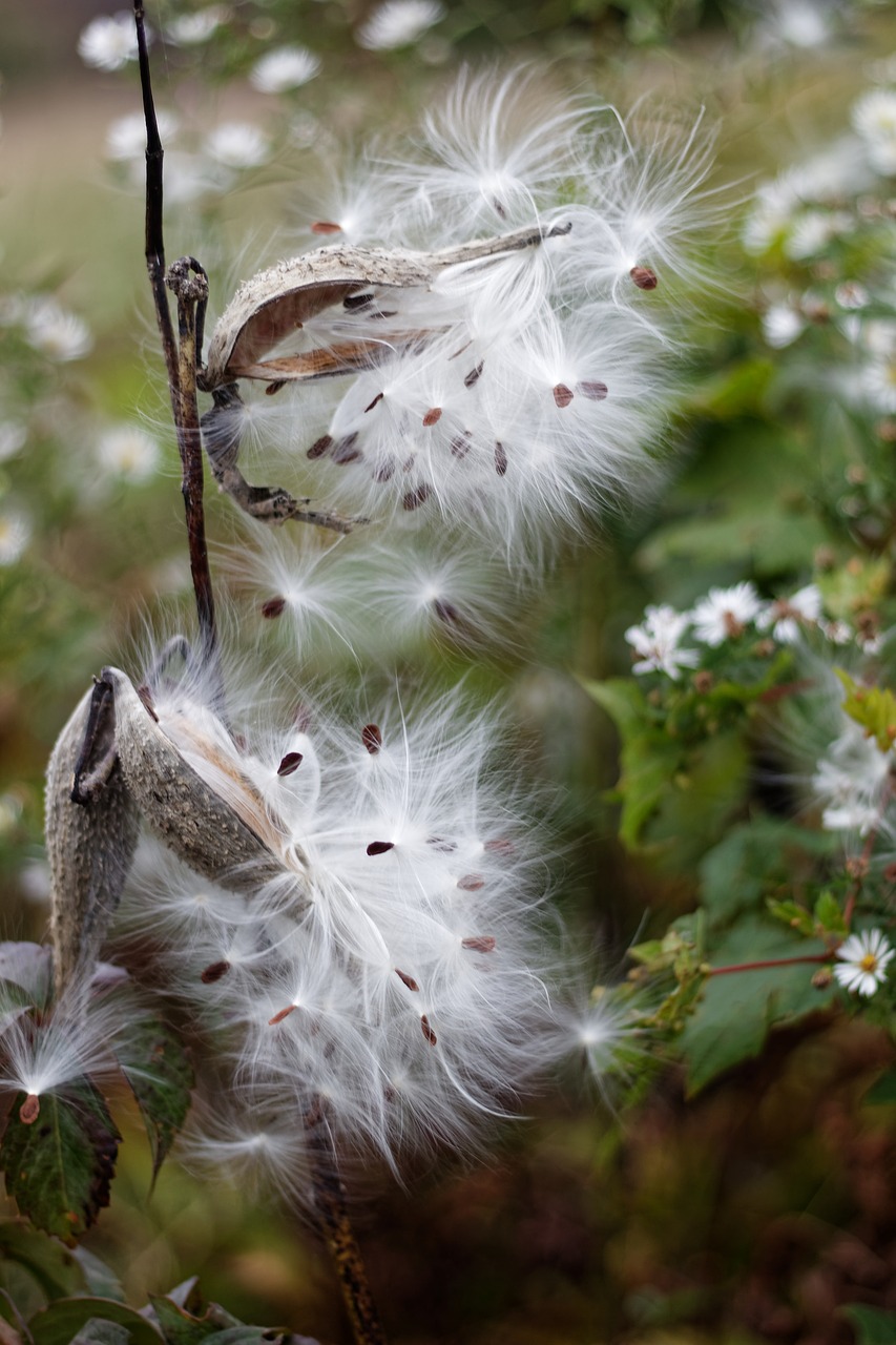 milkweed  seeds  plants free photo