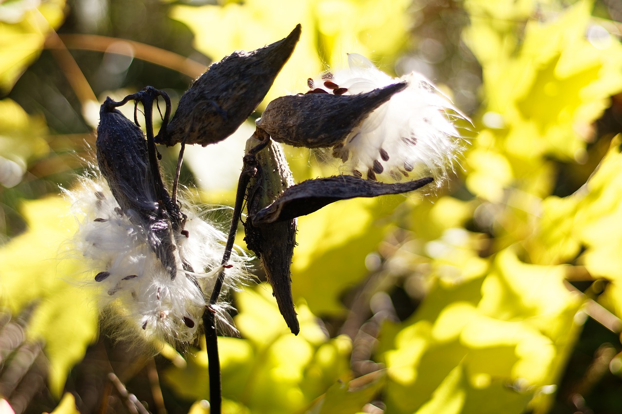 milkweed  seeds  pod free photo