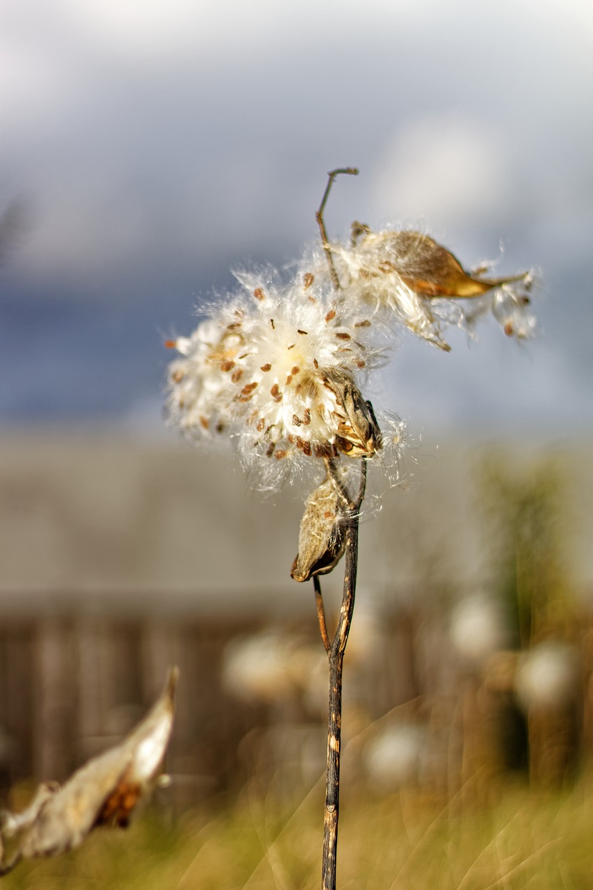milkweed  pods  seeds free photo