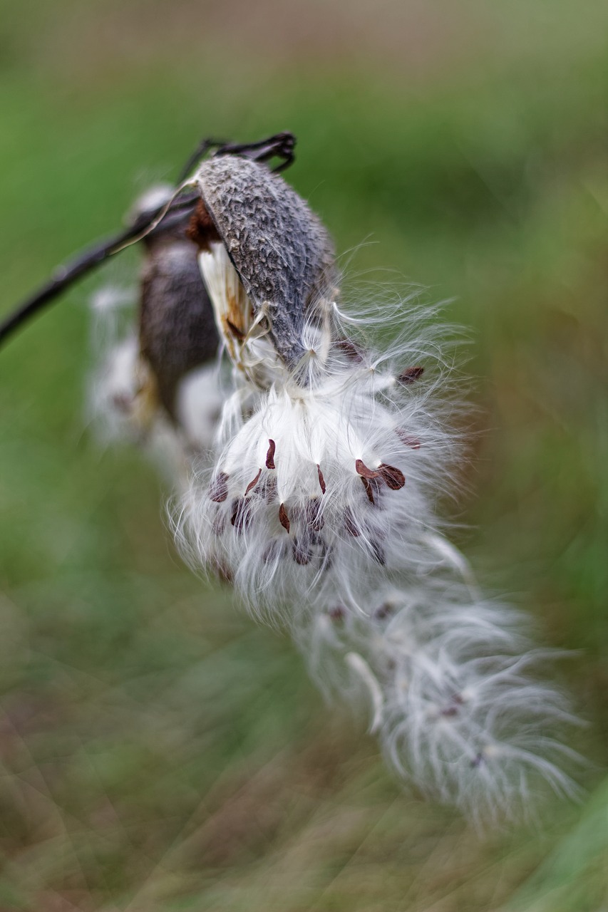 milkweed  pods  silky free photo