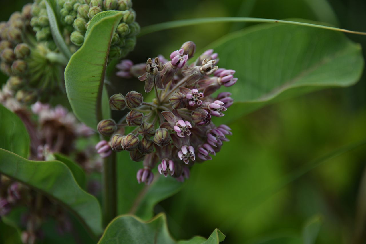 milkweed  flower  plant free photo