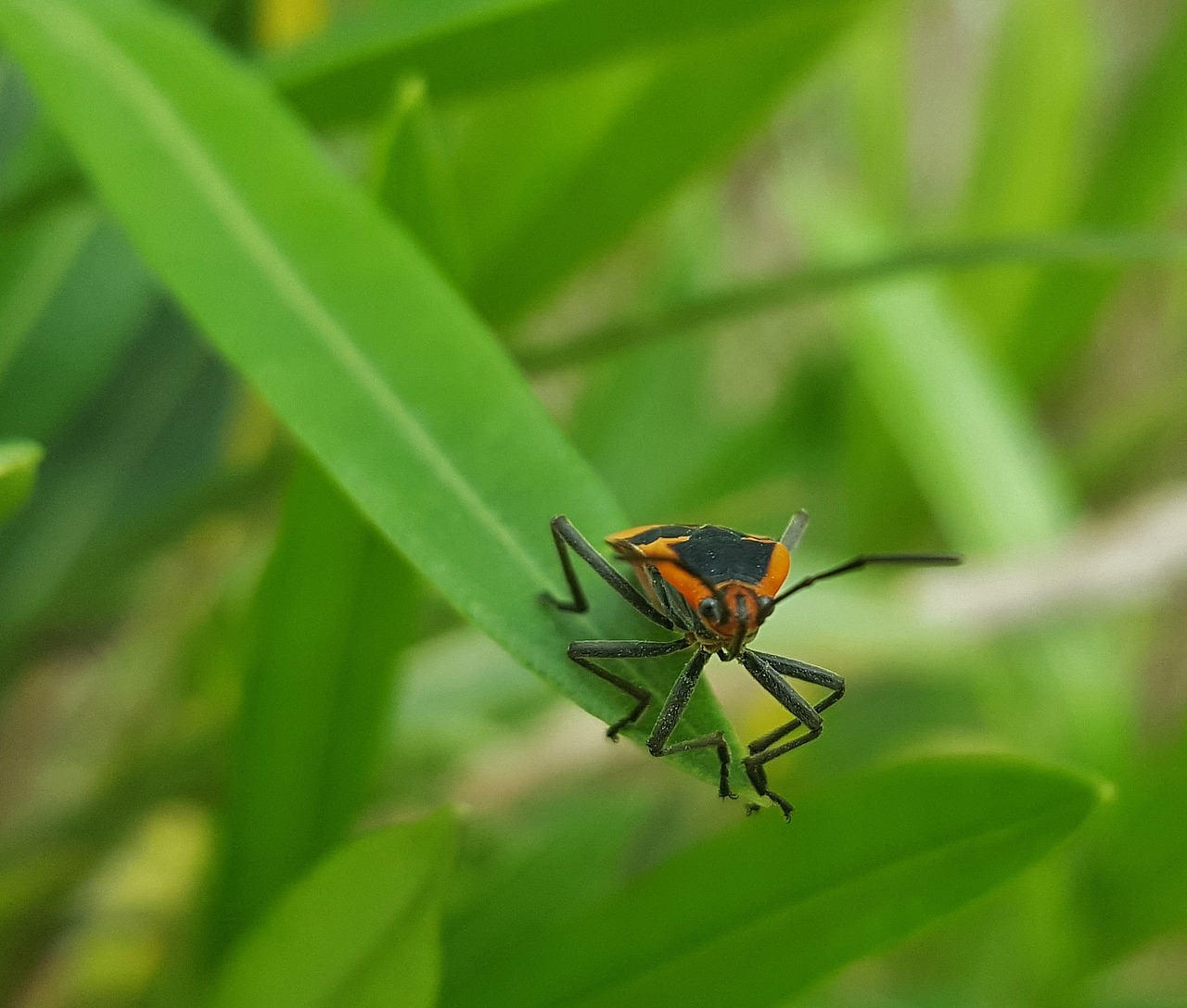 milkweed bug bug insect free photo