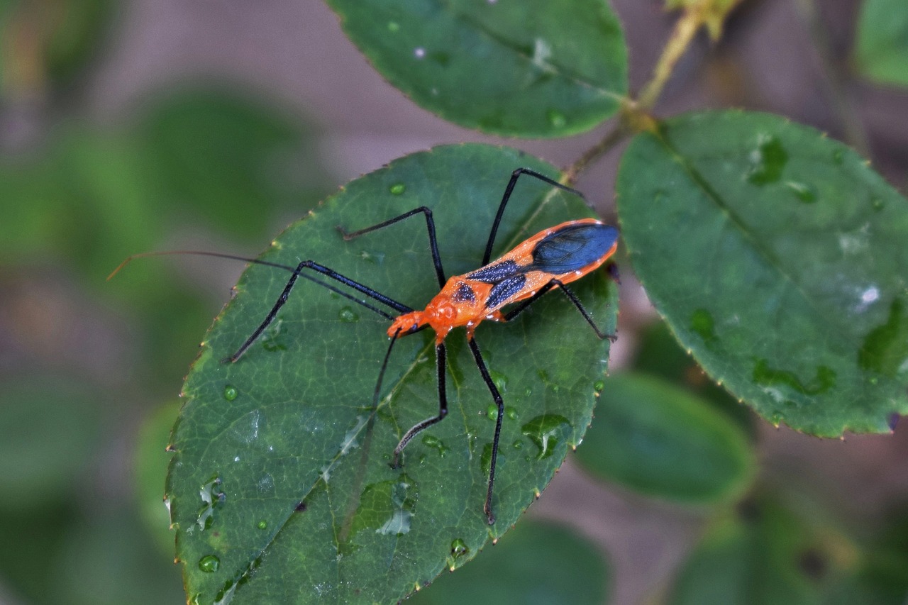 milkweed assassin bug assassin bug insect free photo