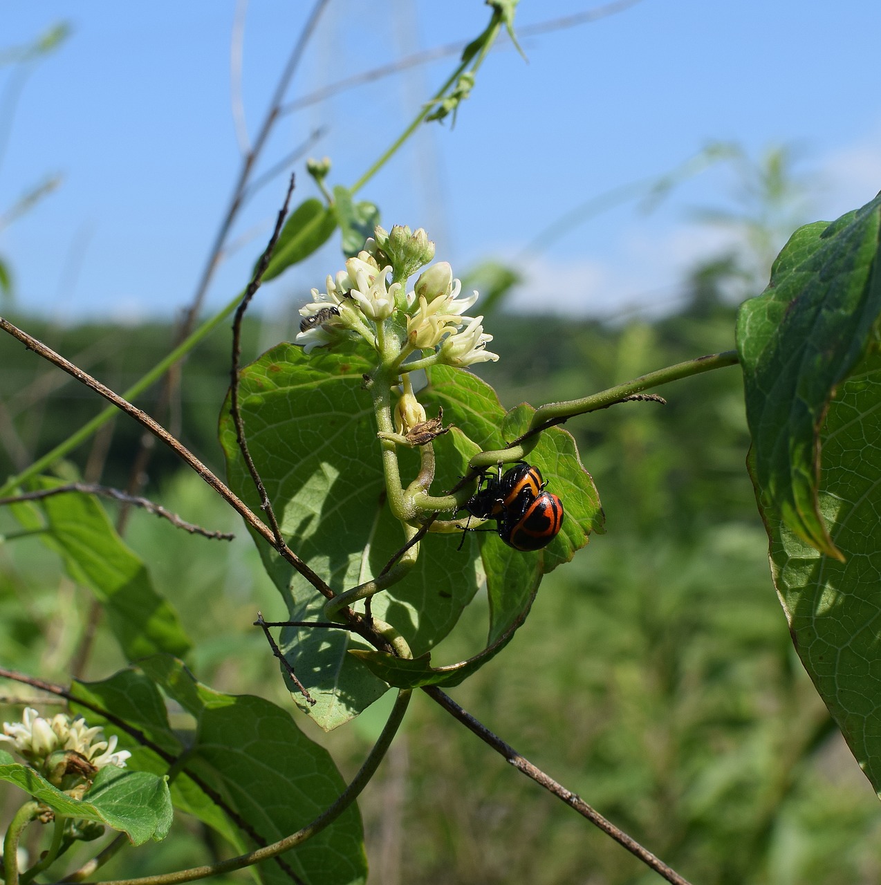 milkweed beetles on milkweed insect animal free photo