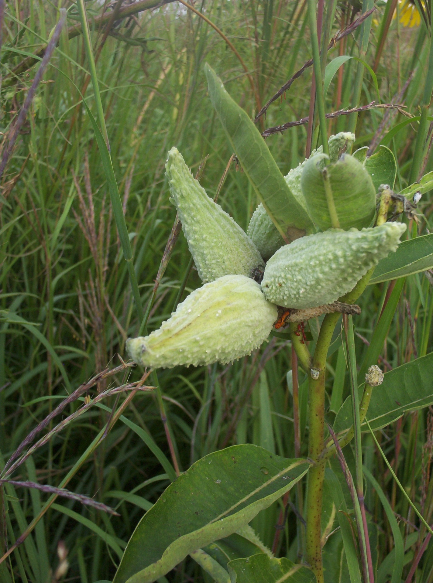 milkweed pods milkweed bugs free photo