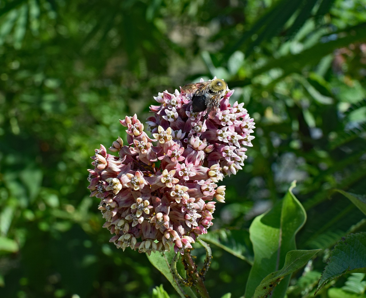 milkweed with bee milkweed flower free photo