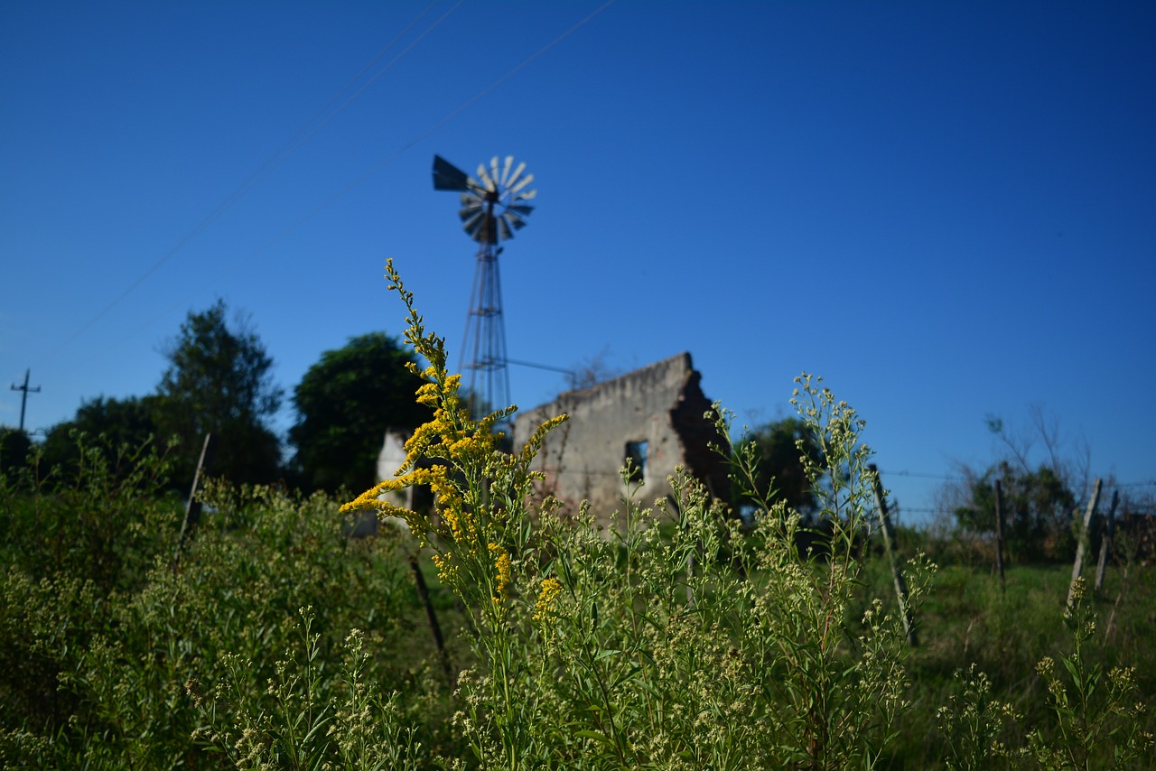 mill field uruguay free photo