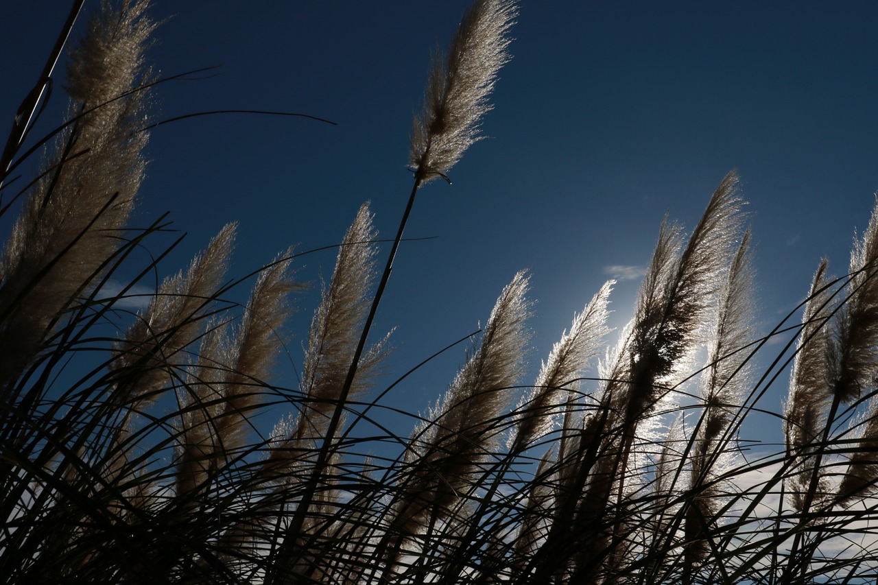 in japan millet root-grass free photo