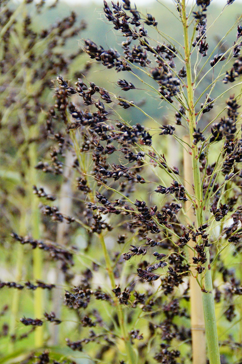 millet brown millet cereals free photo