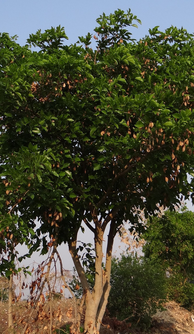 milletia pinnata karanj tree free photo