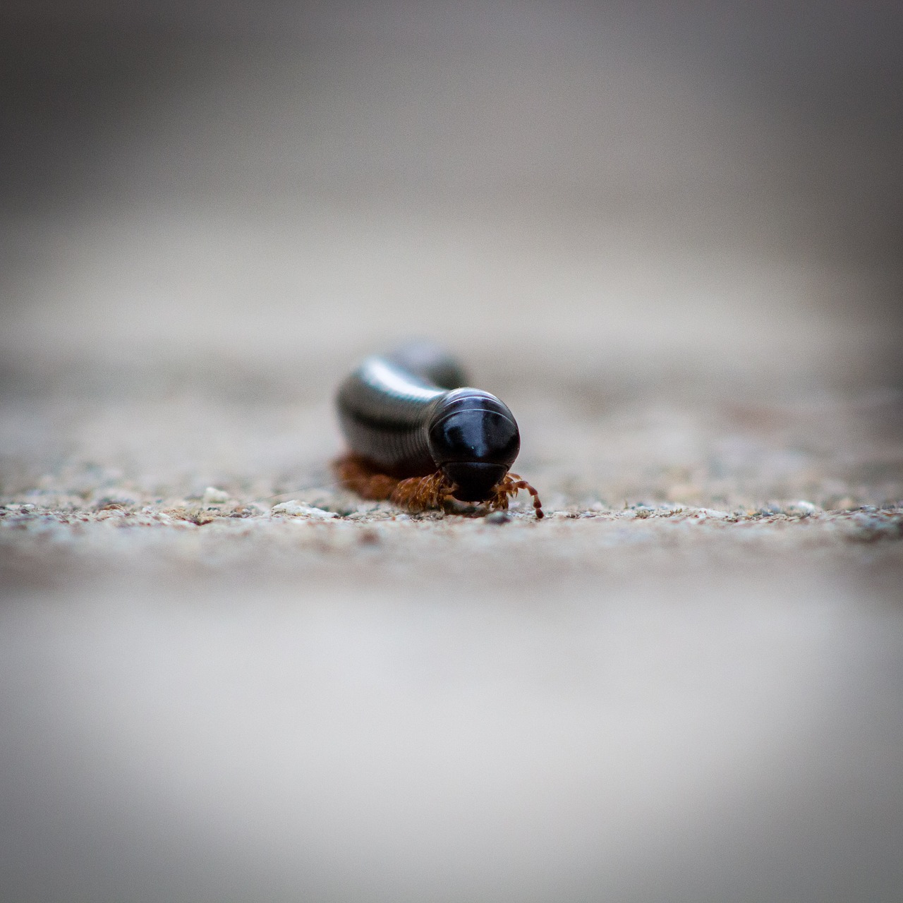 millipede small rains free photo