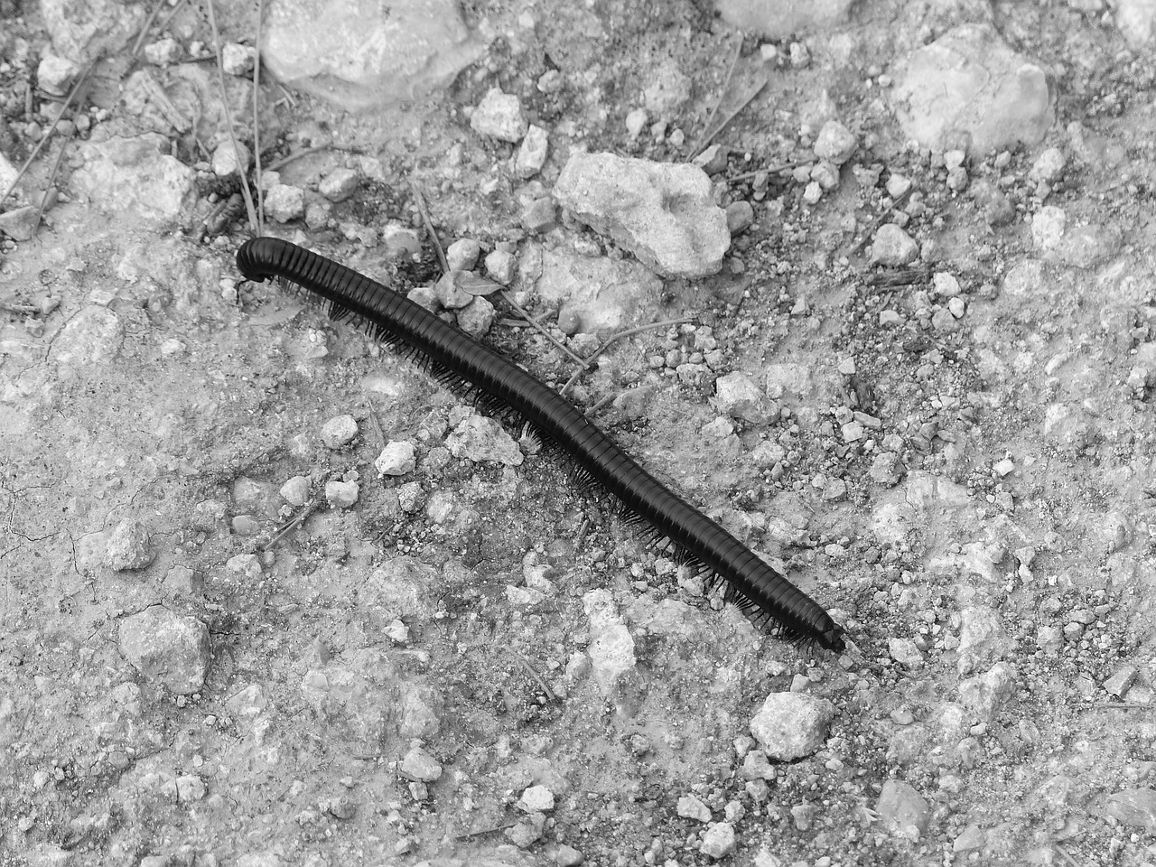 millipede caterpillar ground free photo