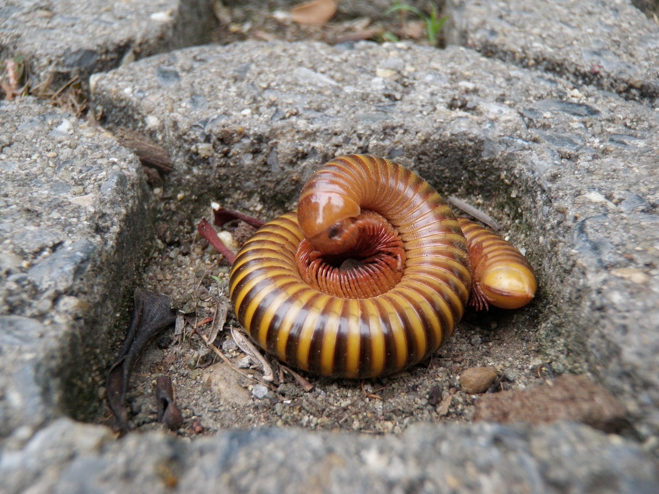 millipede stone insect free photo