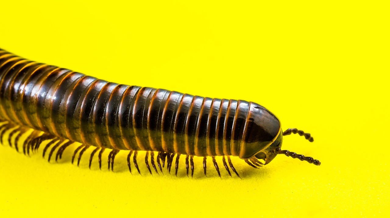 millipedes arthropod giant tausendfüßer free photo