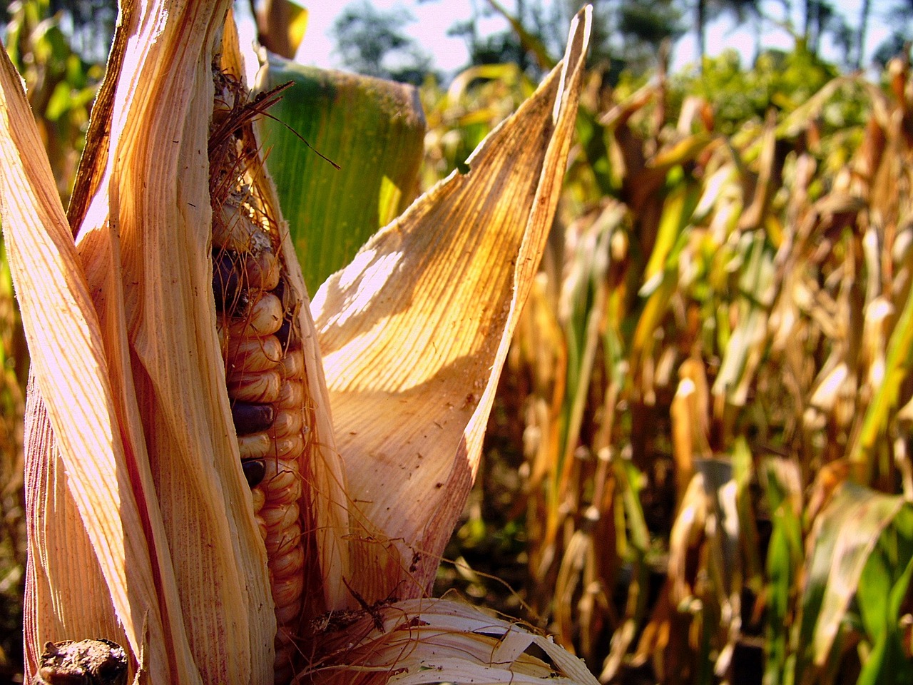 millo corn ancient maize free photo