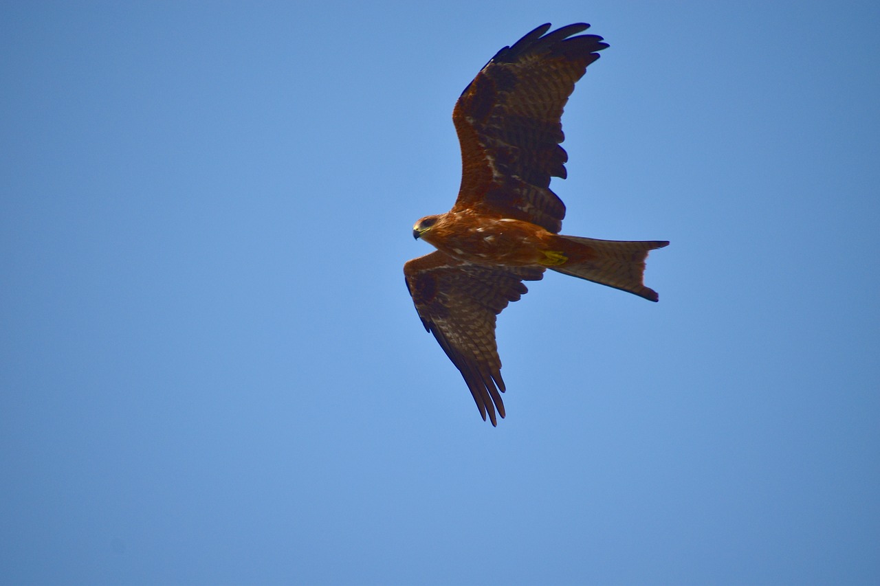 milvus migrans black kite flight free photo
