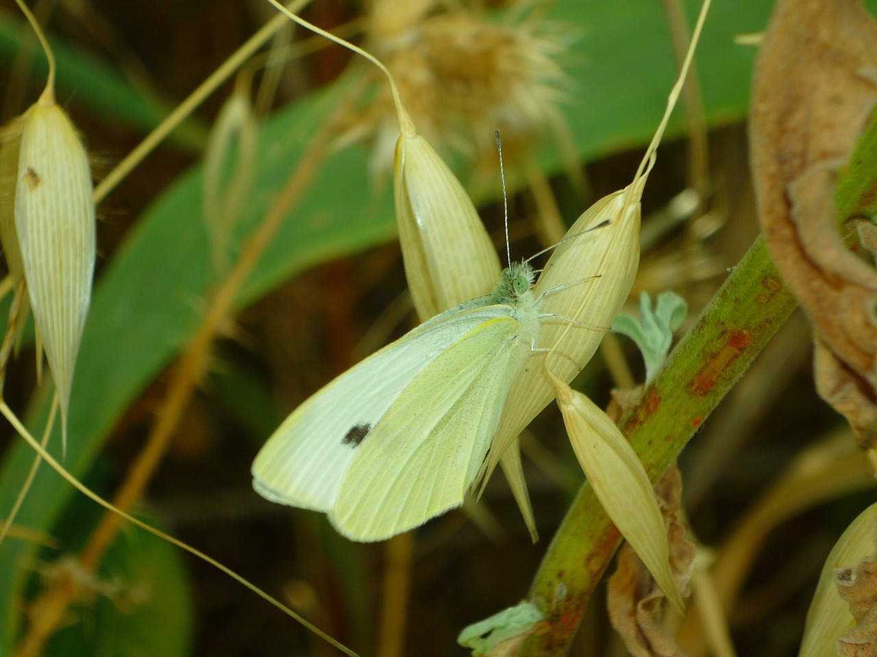 mimicry butterfly pieris free photo
