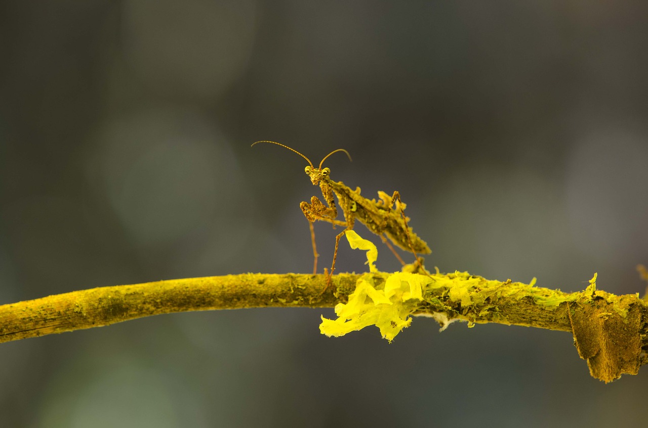 mimicry mantis montane forest free photo