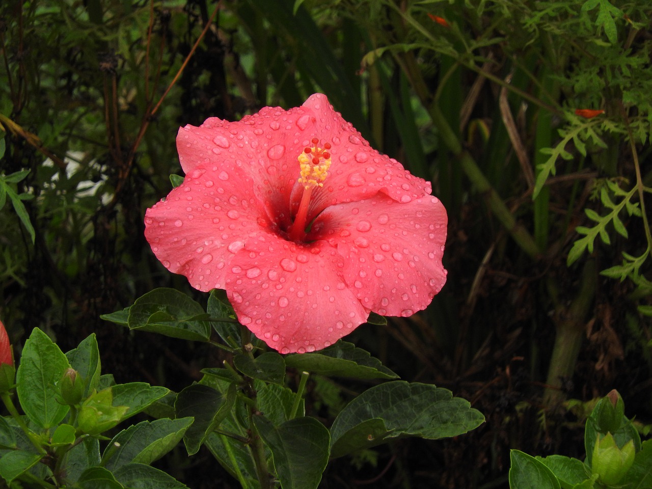 mimo of venus flower hibiscus free photo