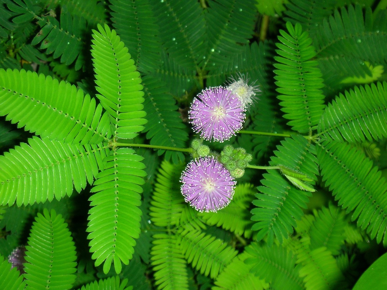 mimosa bright blossomed free photo