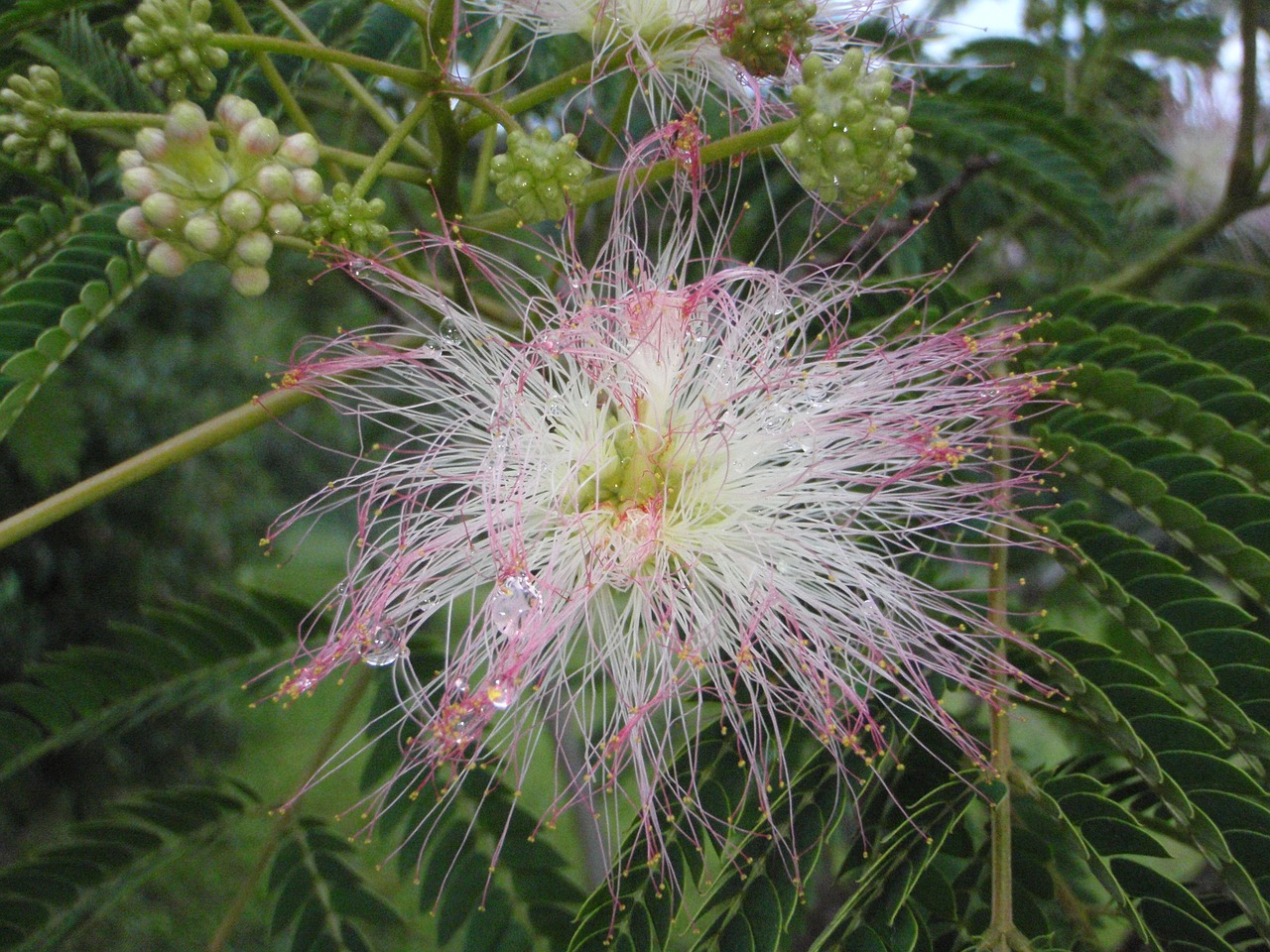 mimosa flower dew free photo