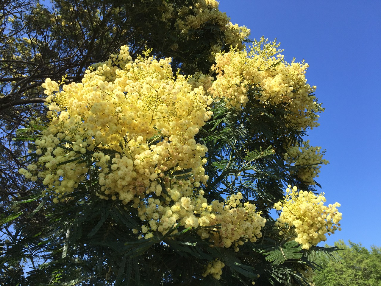 mimosa tree flower free photo