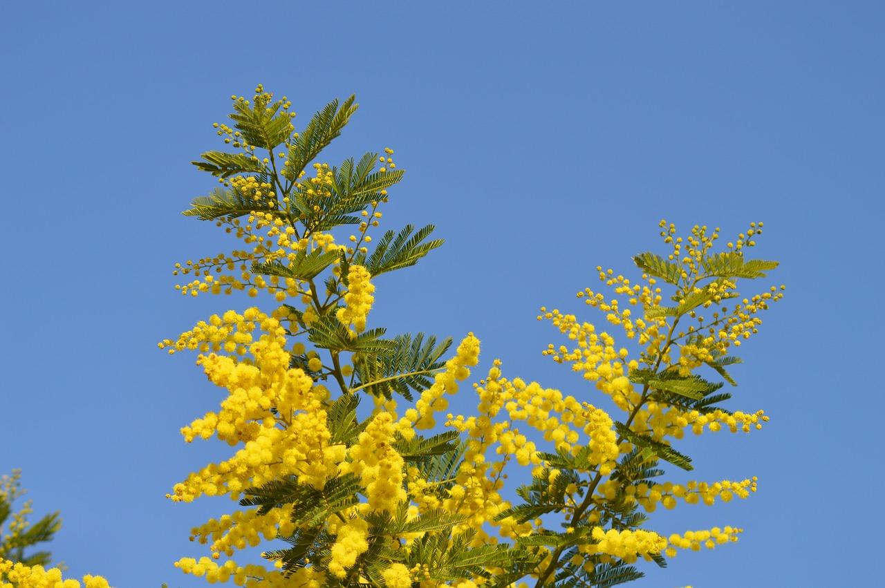 mimosa flowers yellow free photo