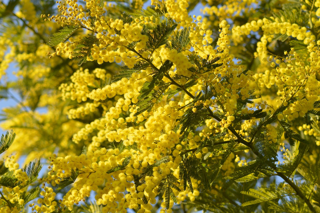 mimosa flower yellow free photo