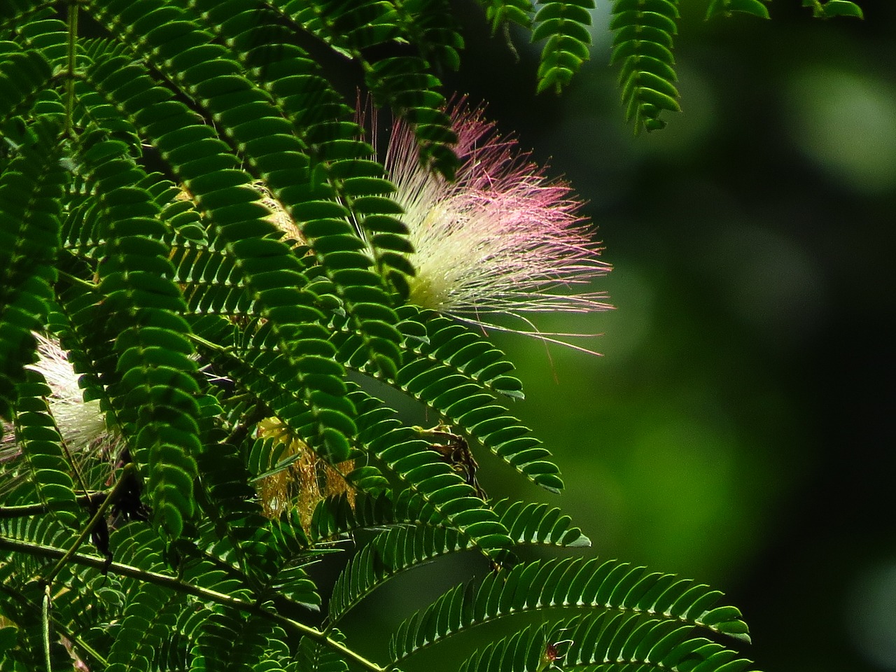 mimosa pink tree free photo