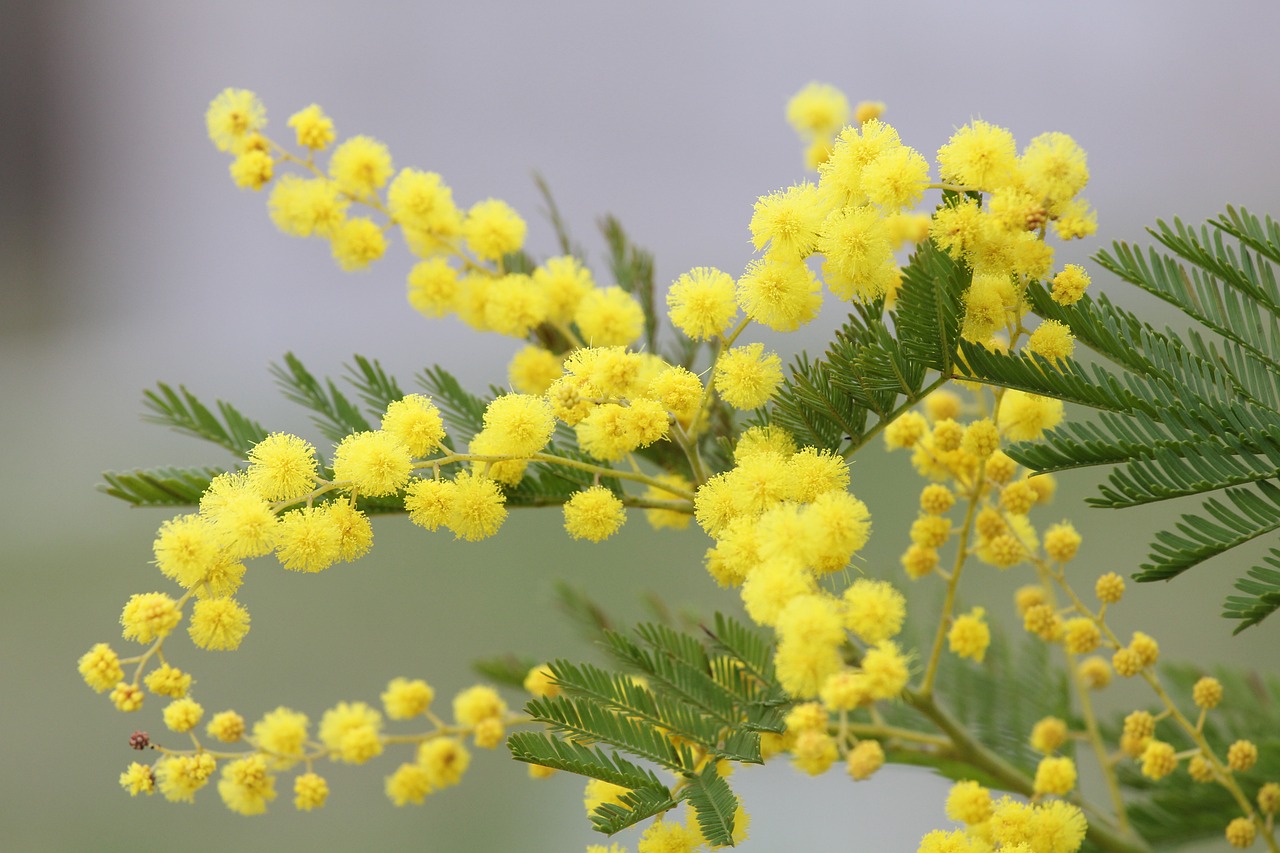 mimosa yellow flower spring free photo