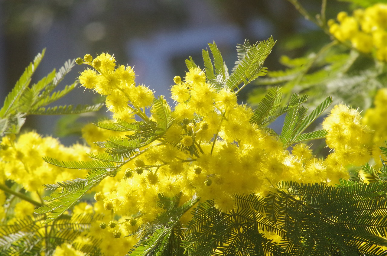 mimosa flowers yellow free photo