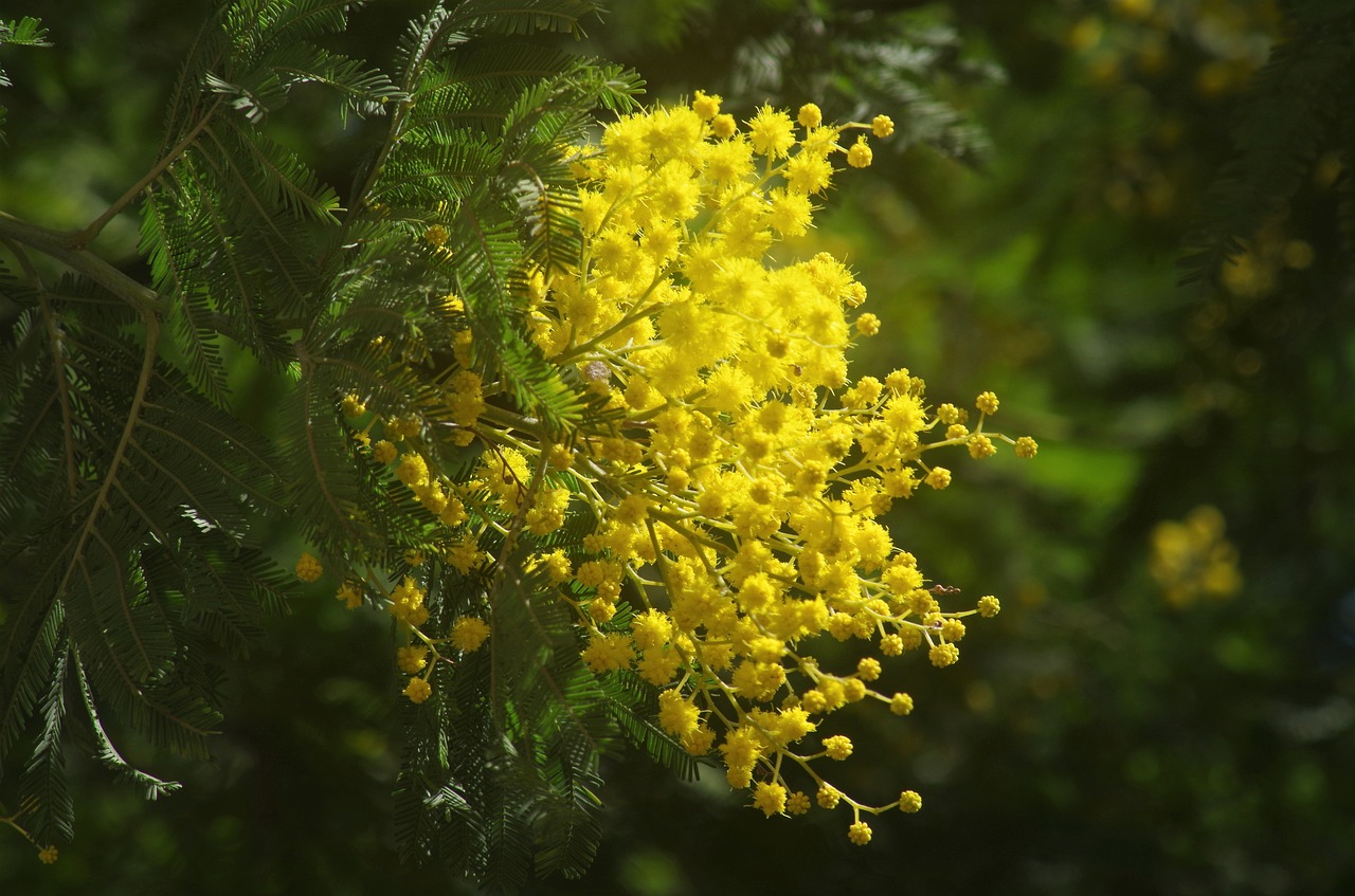 mimosa spring bloom free photo